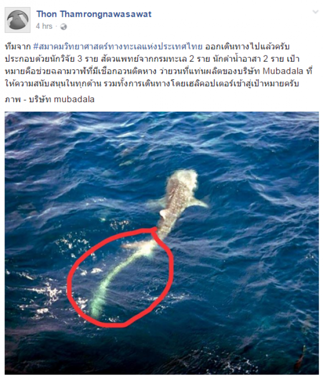 ดร.ธรณ์ โพสต์ทีมดำน้ำ ช่วย"ฉลามวาฬ "หางติดอวนได้แล้ว