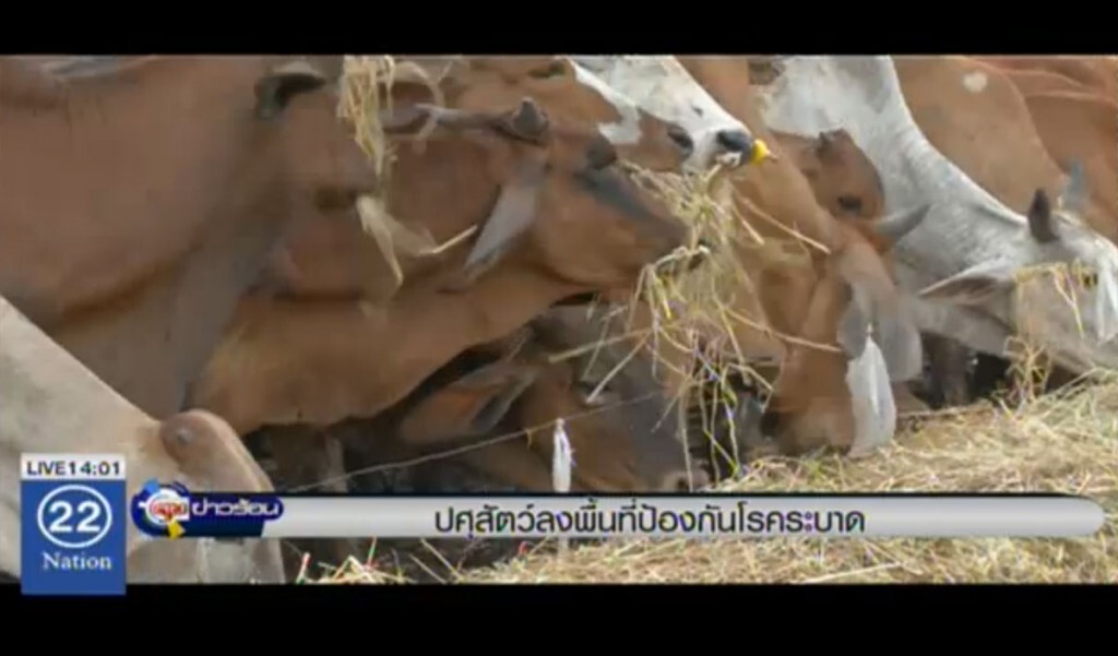 ปศุสัตว์ลงพื้นที่น้ำท่วม ป้องกันโรคระบาด ปศุสัตว์ลงพื้นที่น้ำท่วม ป้องกันโรคระบาด