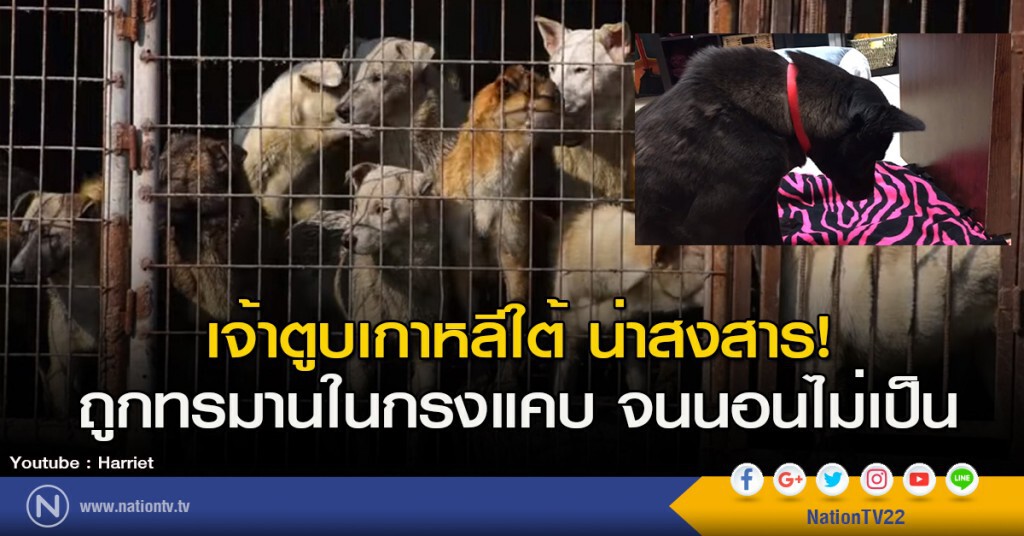 เจ้าตูบเกาหลีใต้ น่าสงสาร! ถูกทรมานในกรงแคบ จนนอนไม่เป็น เจ้าตูบเกาหลีใต้ น่าสงสาร! ถูกทรมานในกรงแคบ จนนอนไม่เป็น