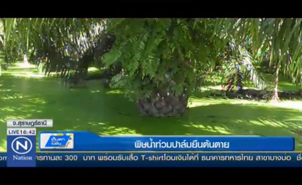 พิษน้ำท่วมปาล์มยืนต้นตาย พิษน้ำท่วมปาล์มยืนต้นตาย