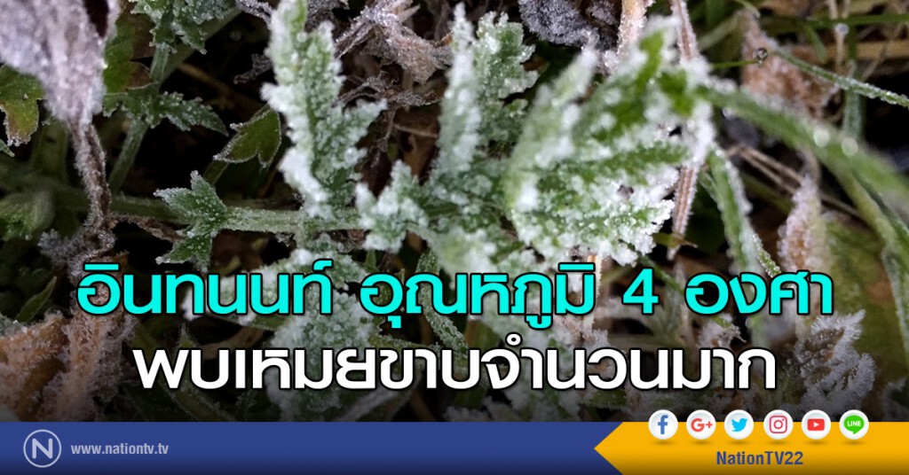 อินทนนท์อุณหภูมิ 4 องศา พบเหมยขาบจำนวนมาก อินทนนท์อุณหภูมิ 4 องศา พบเหมยขาบจำนวนมาก