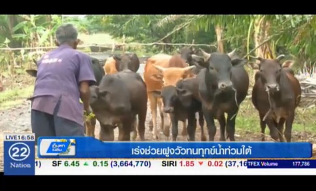 เร่งช่วยฝูงวัวทนทุกข์น้ำท่วมใต้
