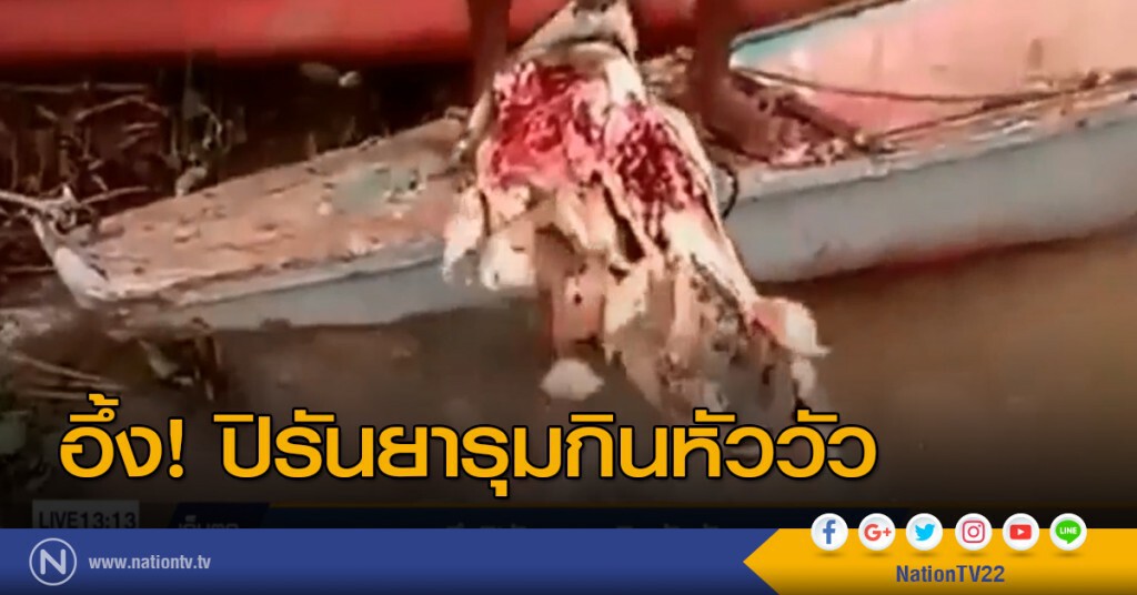 อึ้ง! ปิรันยารุมกินหัววัว อึ้ง! ปิรันยารุมกินหัววัว