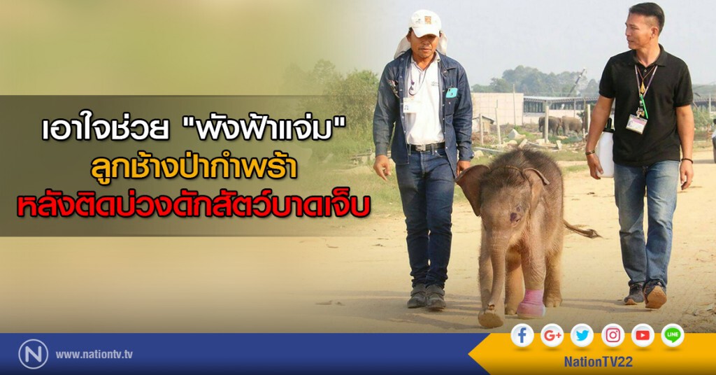 เอาใจช่วย "พังฟ้าแจ่ม" ลูกช้างป่ากำพร้า หลังติดบ่วงดักสัตว์บาดเจ็บ เอาใจช่วย "พังฟ้าแจ่ม" ลูกช้างป่ากำพร้า หลังติดบ่วงดักสัตว์บาดเจ็บ