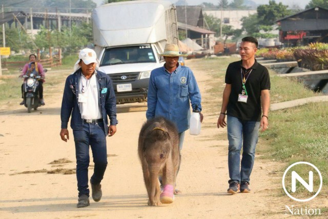 เอาใจช่วย "พังฟ้าแจ่ม" ลูกช้างป่ากำพร้า หลังติดบ่วงดักสัตว์บาดเจ็บ