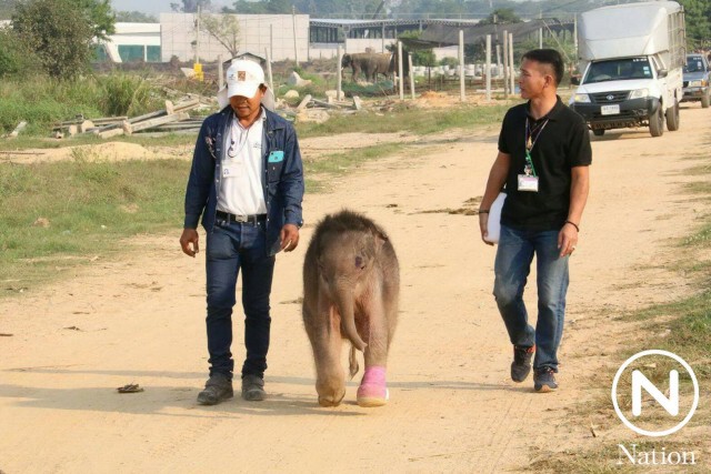 เอาใจช่วย "พังฟ้าแจ่ม" ลูกช้างป่ากำพร้า หลังติดบ่วงดักสัตว์บาดเจ็บ