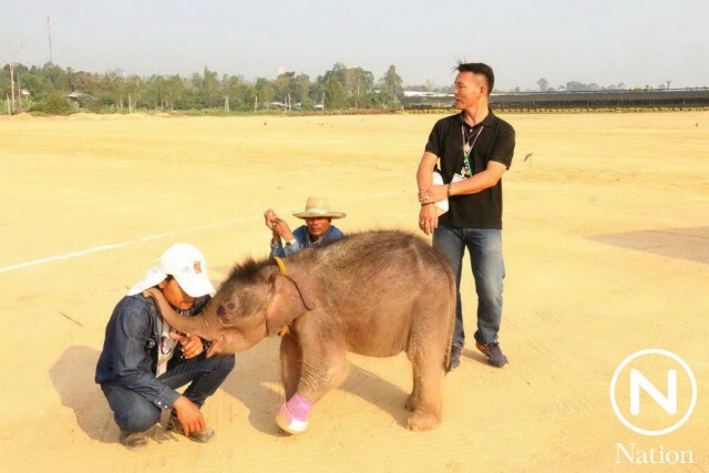 เอาใจช่วย "พังฟ้าแจ่ม" ลูกช้างป่ากำพร้า หลังติดบ่วงดักสัตว์บาดเจ็บ