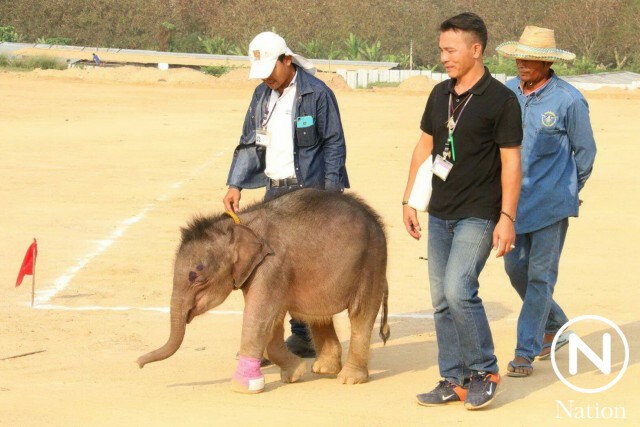 เอาใจช่วย "พังฟ้าแจ่ม" ลูกช้างป่ากำพร้า หลังติดบ่วงดักสัตว์บาดเจ็บ