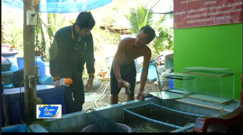 ตะลอนทั่วทิศ - จันทบุรี จับปูม้า มาอนุรักษ์ ตะลอนทั่วทิศ - จันทบุรี จับปูม้า มาอนุรักษ์