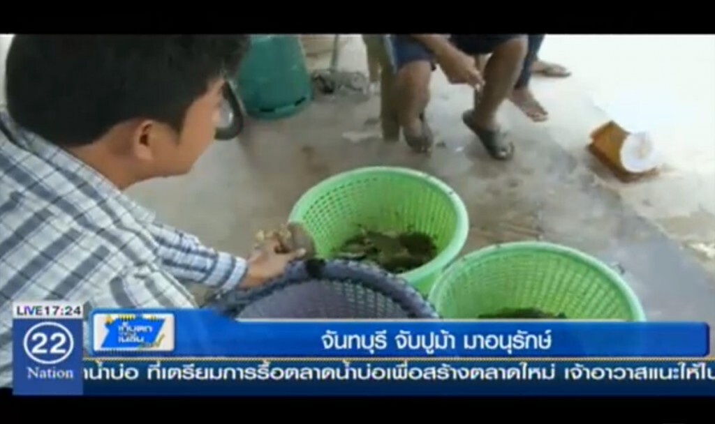 จันทบุรี จับปูม้า มาอนุรักษ์ จันทบุรี จับปูม้า มาอนุรักษ์