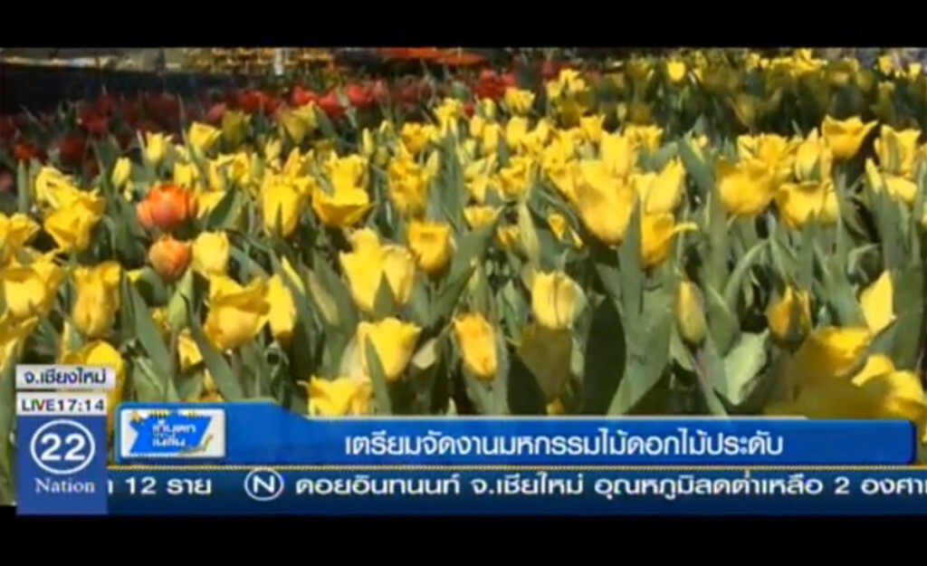 เตรียมจัดงาน มหกรรมไม้ดอกไม้ประดับ