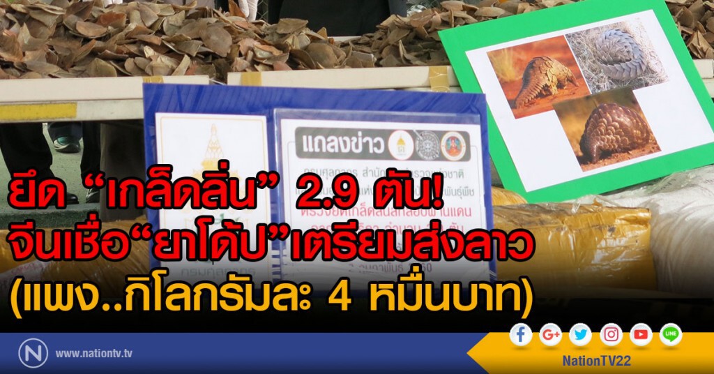 ยึด "เกล็ดลิ่น" 2.9 ตัน!
จีนเชื่อ"ยาโด้ป"เตรียมส่งลาว 
(แพง..กิโลกรัมละ 4 หมื่นบาท)