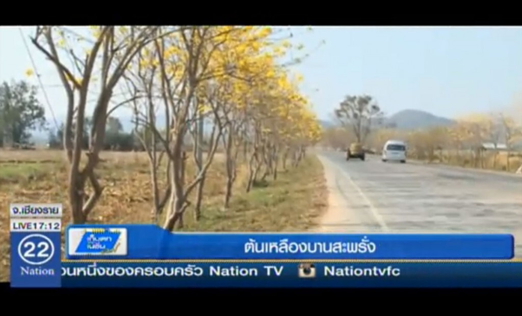 ต้นเหลืองเชียงราย บานสะพรั่ง ต้นเหลืองเชียงราย บานสะพรั่ง