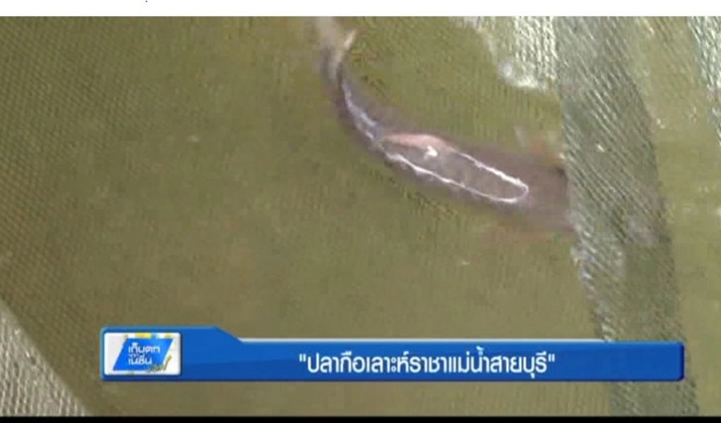 ตะลอนทั่วทิศ - ปลากือเลาะห์ราชาแม่น้ำสายบุรี