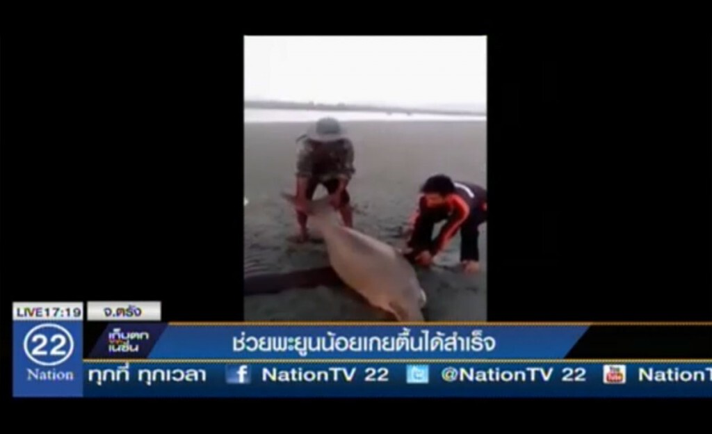 ช่วยพะยูนน้อยเกยตื้นได้สำเร็จ ช่วยพะยูนน้อยเกยตื้นได้สำเร็จ