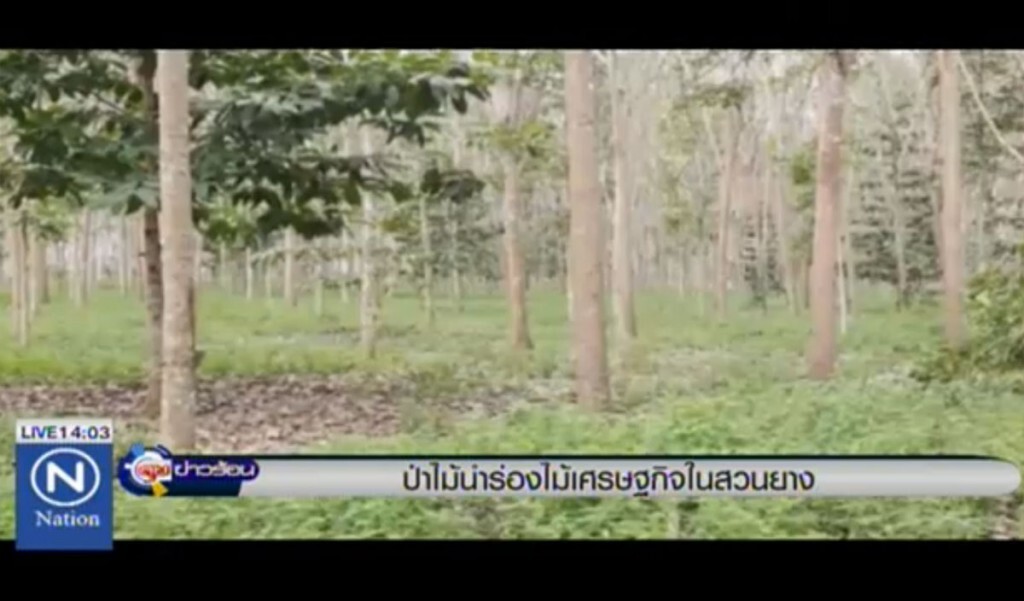 ป่าไม้นำร่อง ไม้เศรษฐกิจในสวนยาง ป่าไม้นำร่อง ไม้เศรษฐกิจในสวนยาง