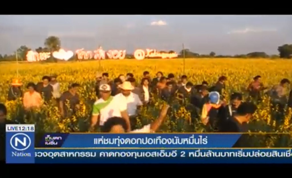 แห่ชมทุ่งดอกปอเทือง นับหมื่นไร่