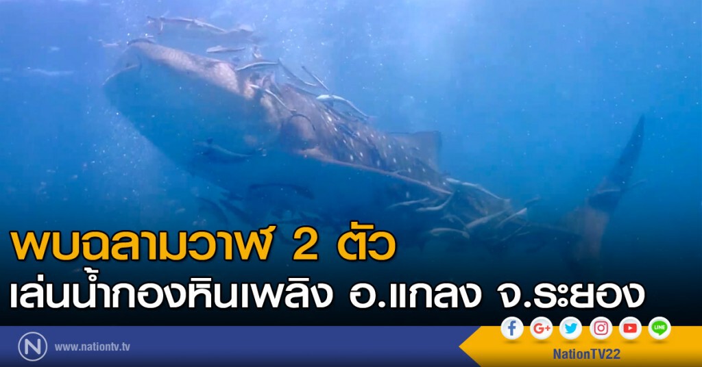 พบฉลามวาฬ 2 ตัว เล่นน้ำกองหินเพลิง อ.แกลง จ.ระยอง