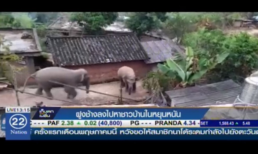 ฝูงช้างลงไปหาชาวบ้านในหยุนหนัน ฝูงช้างลงไปหาชาวบ้านในหยุนหนัน