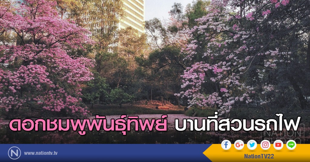 ดอกชมพูพันธุ์ทิพย์ บานที่สวนรถไฟ