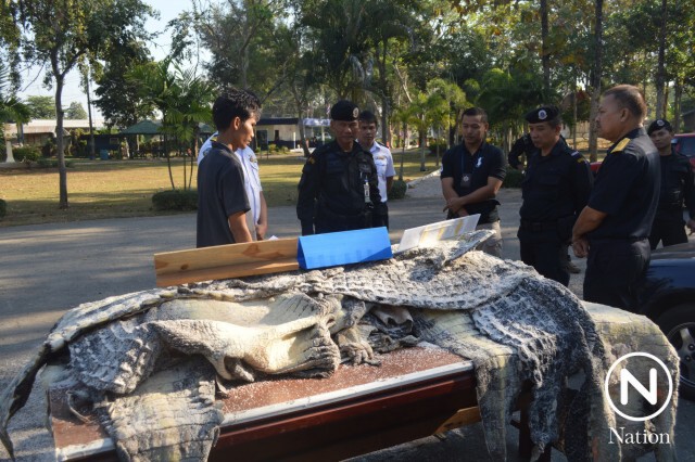 ทหารจับช่างหนังลอบขนหนังจระเข้เถื่อน 51 ตัว