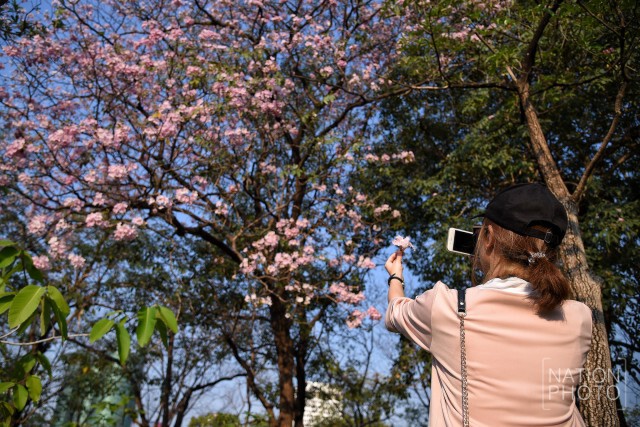 ดอกชมพูพันธุ์ทิพย์ บานที่สวนรถไฟ