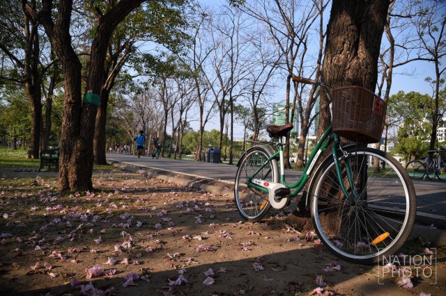 ดอกชมพูพันธุ์ทิพย์ บานที่สวนรถไฟ