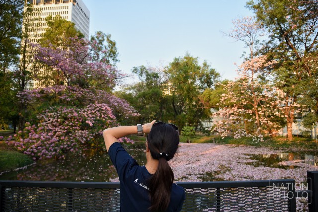 ดอกชมพูพันธุ์ทิพย์ บานที่สวนรถไฟ