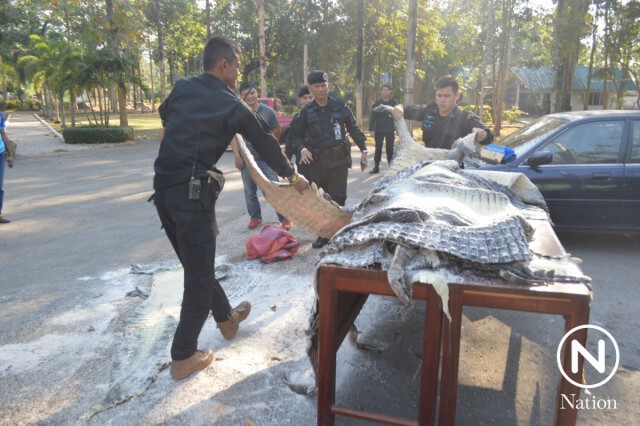 ทหารจับช่างหนังลอบขนหนังจระเข้เถื่อน 51 ตัว
