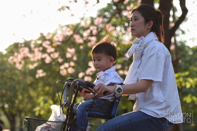 ดอกชมพูพันธุ์ทิพย์ บานที่สวนรถไฟ