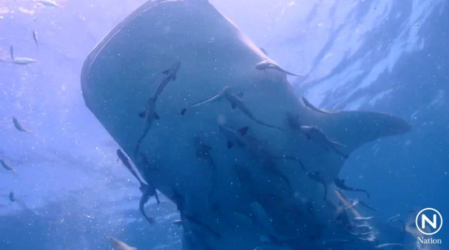 พบฉลามวาฬ 2 ตัว เล่นน้ำกองหินเพลิง อ.แกลง จ.ระยอง