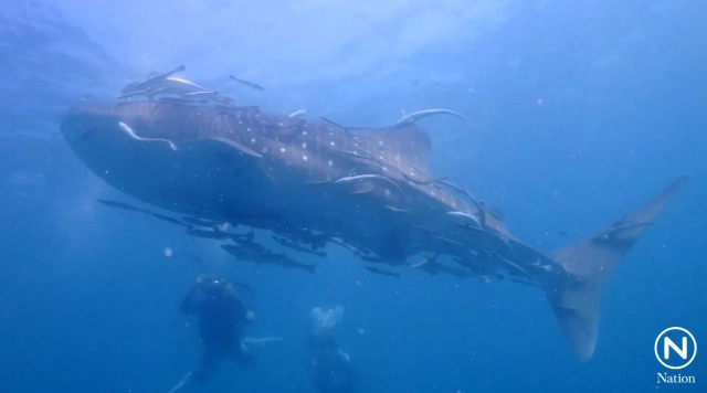 พบฉลามวาฬ 2 ตัว เล่นน้ำกองหินเพลิง อ.แกลง จ.ระยอง