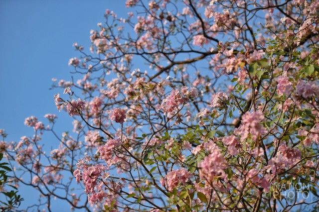 ดอกชมพูพันธุ์ทิพย์ บานที่สวนรถไฟ