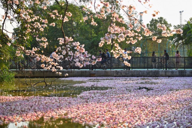 ดอกชมพูพันธุ์ทิพย์ บานที่สวนรถไฟ