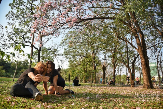 ดอกชมพูพันธุ์ทิพย์ บานที่สวนรถไฟ