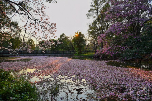 ดอกชมพูพันธุ์ทิพย์ บานที่สวนรถไฟ
