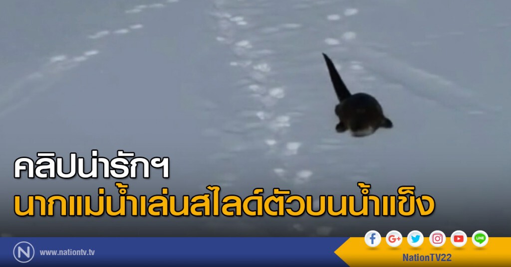 คลิปน่ารักฯ นากแม่น้ำเล่นสไลด์ตัวบนน้ำแข็ง คลิปน่ารักฯ นากแม่น้ำเล่นสไลด์ตัวบนน้ำแข็ง