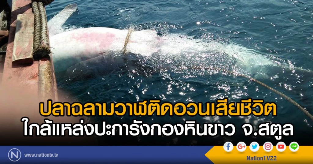 ปลาฉลามวาฬติดอวนเสียชีวิต
ใกล้แหล่งปะการังกองหินขาวจ.สตูล