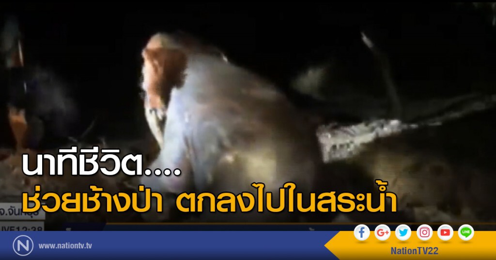 นาทีชีวิต....ช่วยช้างป่า ตกลงไปในสระน้ำ นาทีชีวิต....ช่วยช้างป่า ตกลงไปในสระน้ำ