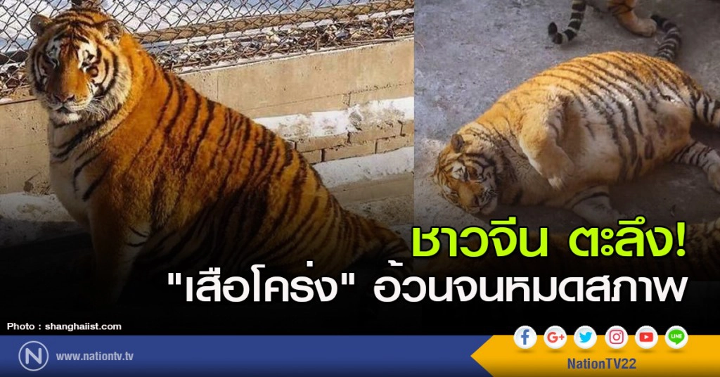 ชาวจีน ตะลึง! "เสือโคร่ง" อ้วนจนหมดสภาพ