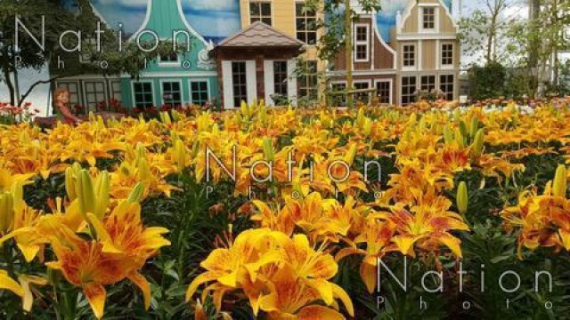 อุทยานไม้ดอกเพ-ลาเพลิน เปิดจดทะเบียนสมรส กลางดอกไม้เมืองหนาว ต้อนรับวาเลนไทน์