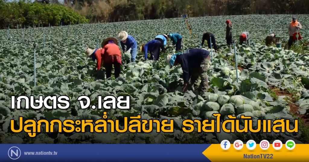เกษตร จ.เลย ปลูกกระหล่ำปลีขาย รายได้นับแสน