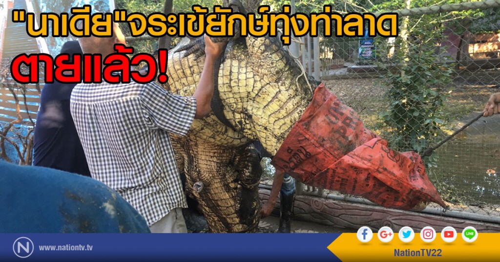 "นาเดีย"จระเข้ยักษ์ทุ่งท่าลาดตายแล้ว