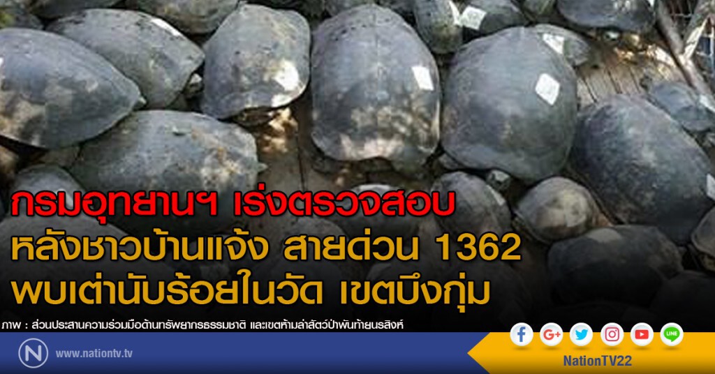 กรมอุทยานฯ เร่งตรวจสอบ  หลังชาวบ้านแจ้ง สายด่วน 1362 พบเต่านับร้อยในวัด เขตบึงกุ่ม