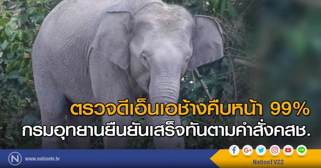 ตรวจดีเอ็นเอช้างคืบหน้า 99%
กรมอุทยานยืนยันเสร็จทันตามคำสั่งคสช. ตรวจดีเอ็นเอช้างคืบหน้า 99%
กรมอุทยานยืนยันเสร็จทันตามคำสั่งคสช.