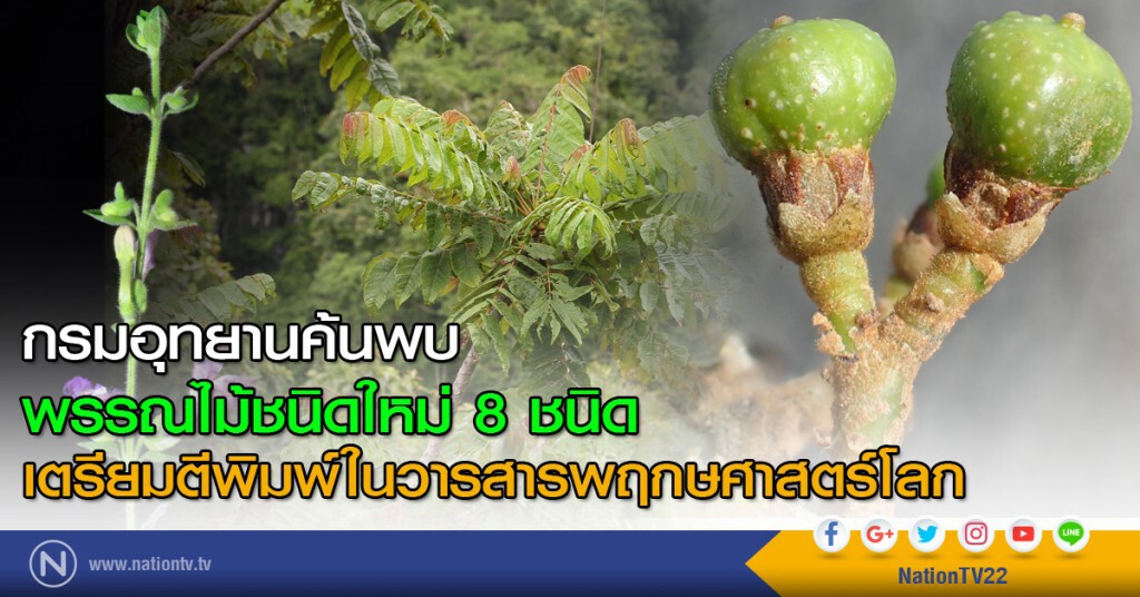 กรมอุทยานค้นพบพรรณไม้ชนิดใหม่ 8 ชนิด เตรียมตีพิมพ์ในวารสารพฤกษศาสตร์โลก กรมอุทยานค้นพบพรรณไม้ชนิดใหม่ 8 ชนิด เตรียมตีพิมพ์ในวารสารพฤกษศาสตร์โลก