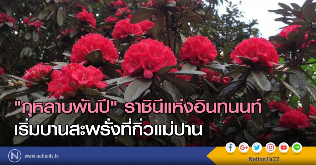 "กุหลาบพันปี" ราชินีแห่งอินทนนท์ เริ่มบานสะพรั่งที่กิ่วแม่ปาน "กุหลาบพันปี" ราชินีแห่งอินทนนท์ เริ่มบานสะพรั่งที่กิ่วแม่ปาน