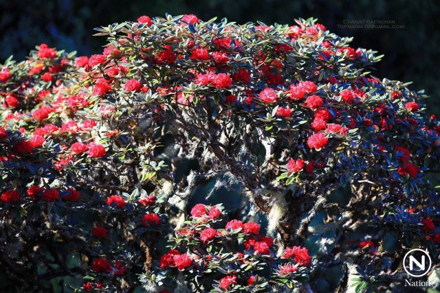 "กุหลาบพันปี" ราชินีแห่งอินทนนท์ เริ่มบานสะพรั่งที่กิ่วแม่ปาน