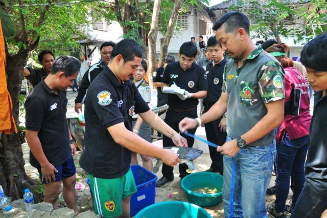 กรมอุทยานฯ เร่งตรวจสอบ  หลังชาวบ้านแจ้ง สายด่วน 1362 พบเต่านับร้อยในวัด เขตบึงกุ่ม