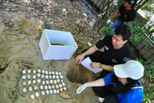 กรมอุทยานฯ เร่งตรวจสอบ  หลังชาวบ้านแจ้ง สายด่วน 1362 พบเต่านับร้อยในวัด เขตบึงกุ่ม